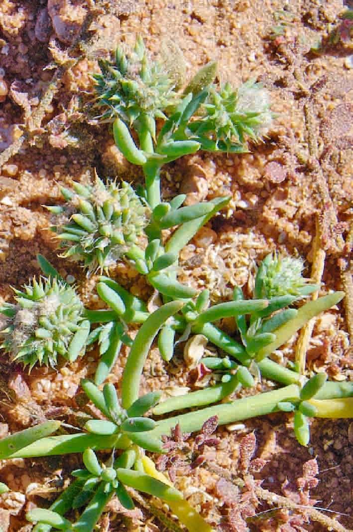 Gymnocarpos