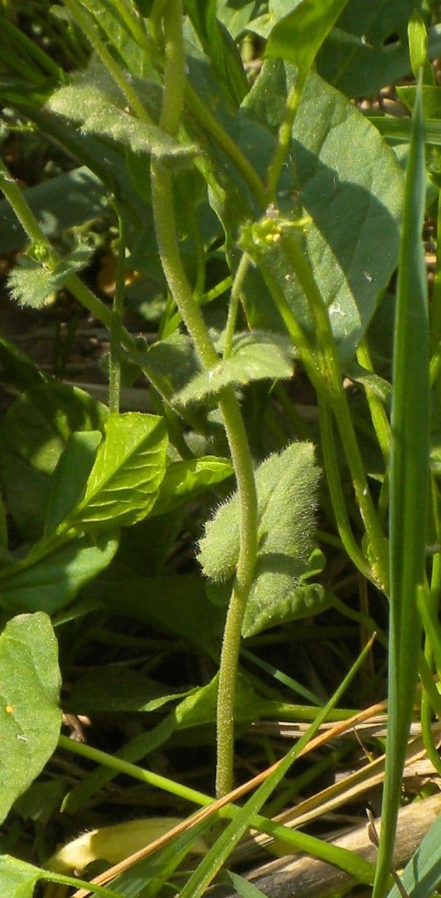 Draba murale 26