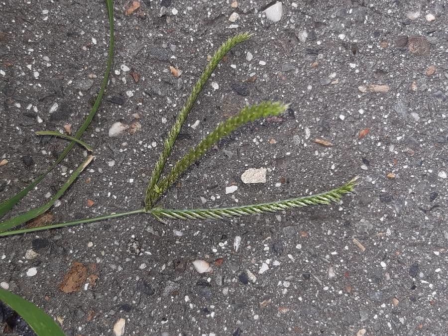 Gramigna indiana 3
