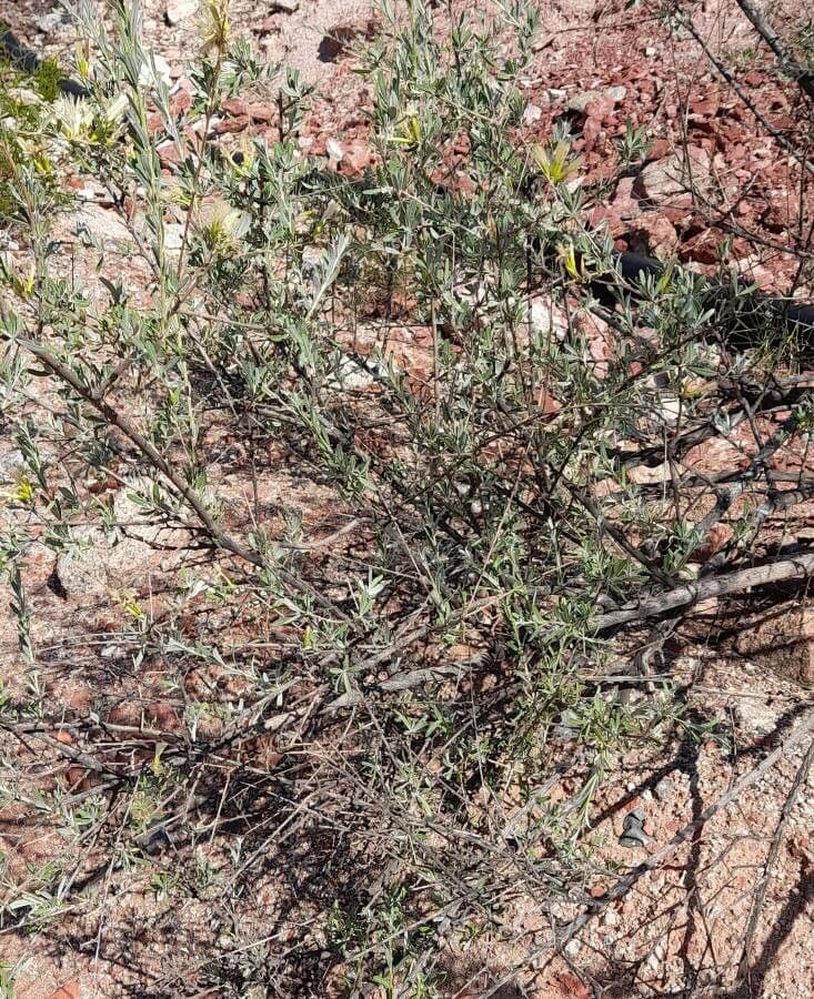 Hyaloseris 5