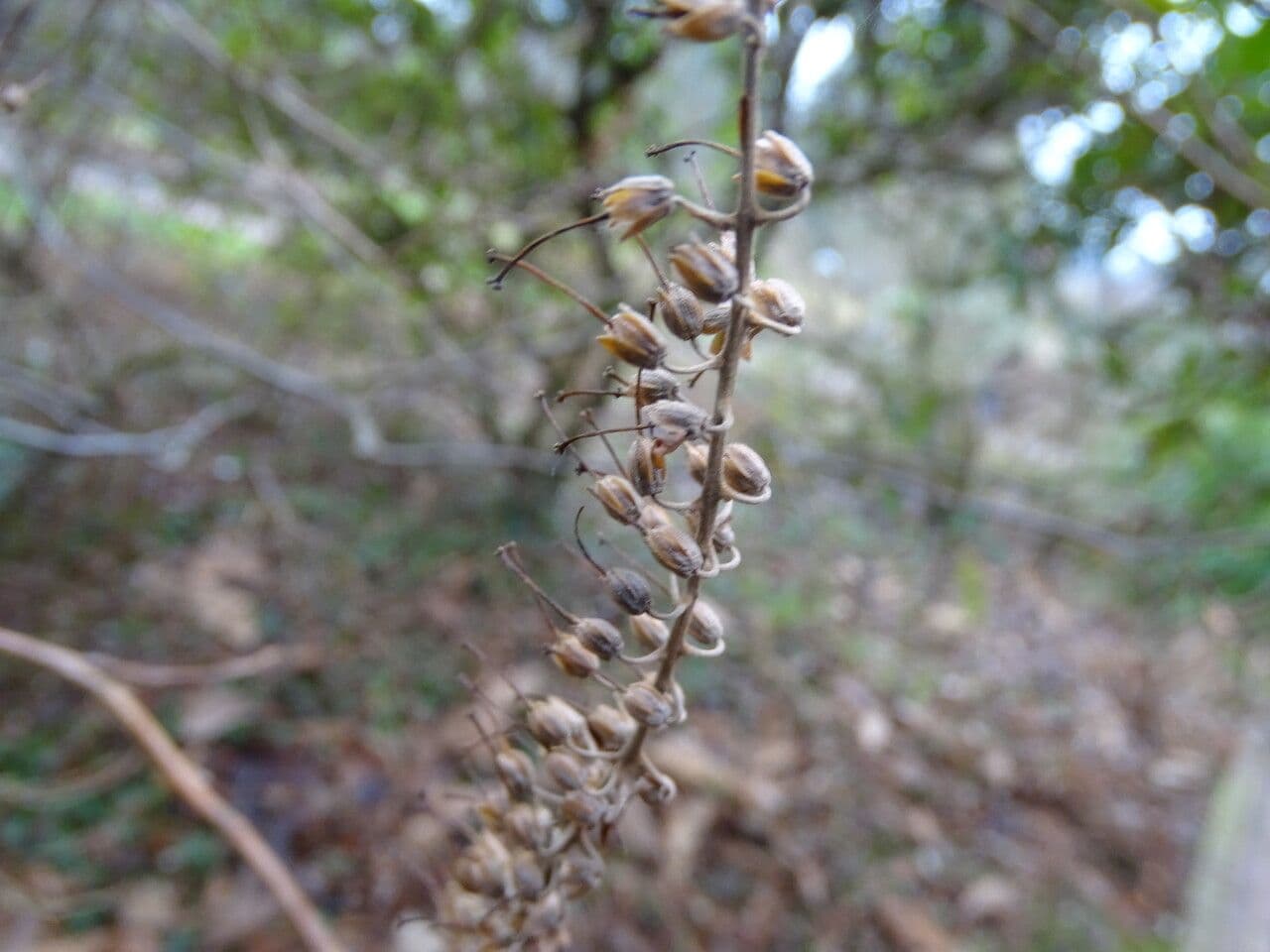 Clethra 2