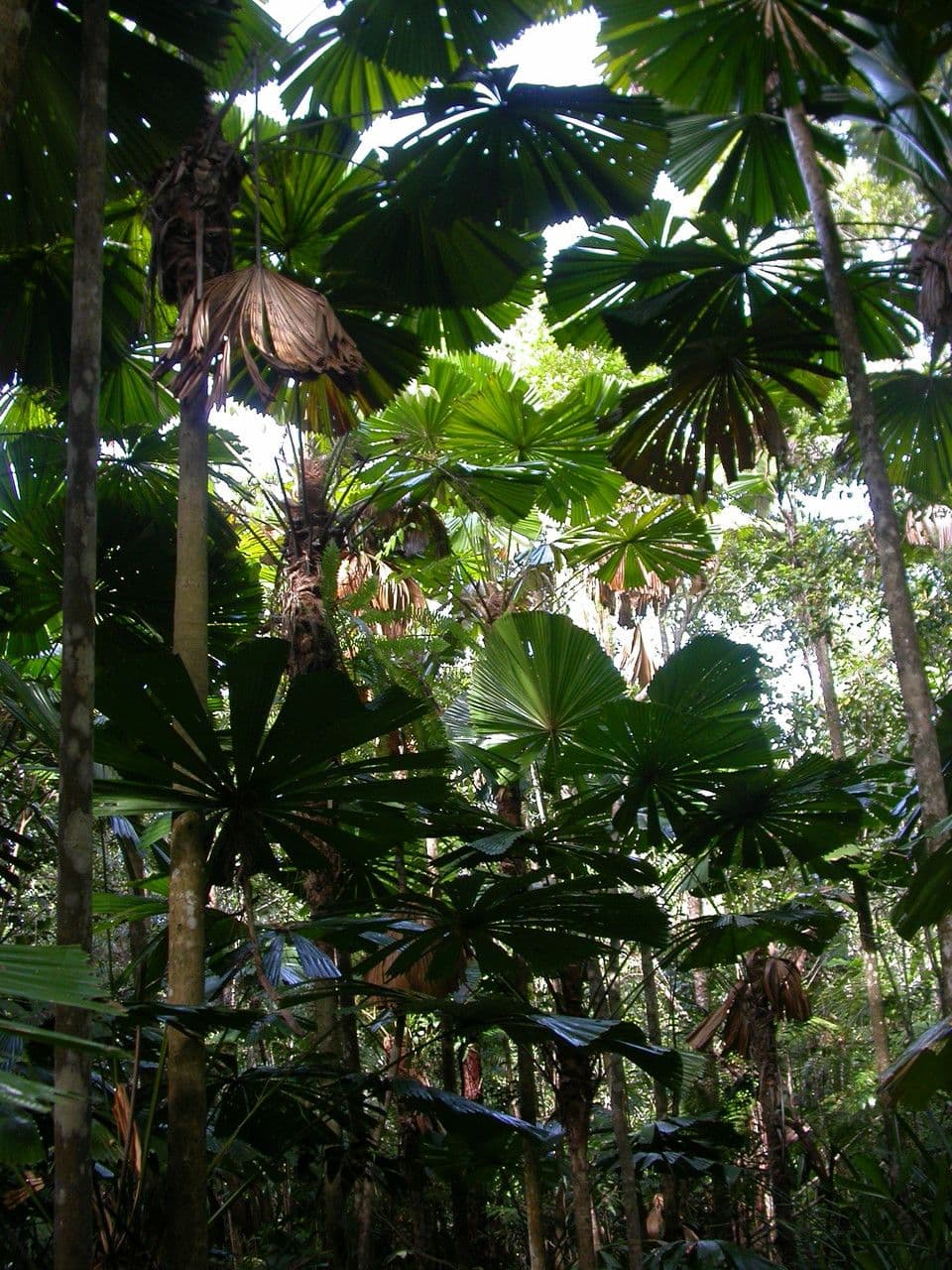 Licuala 5