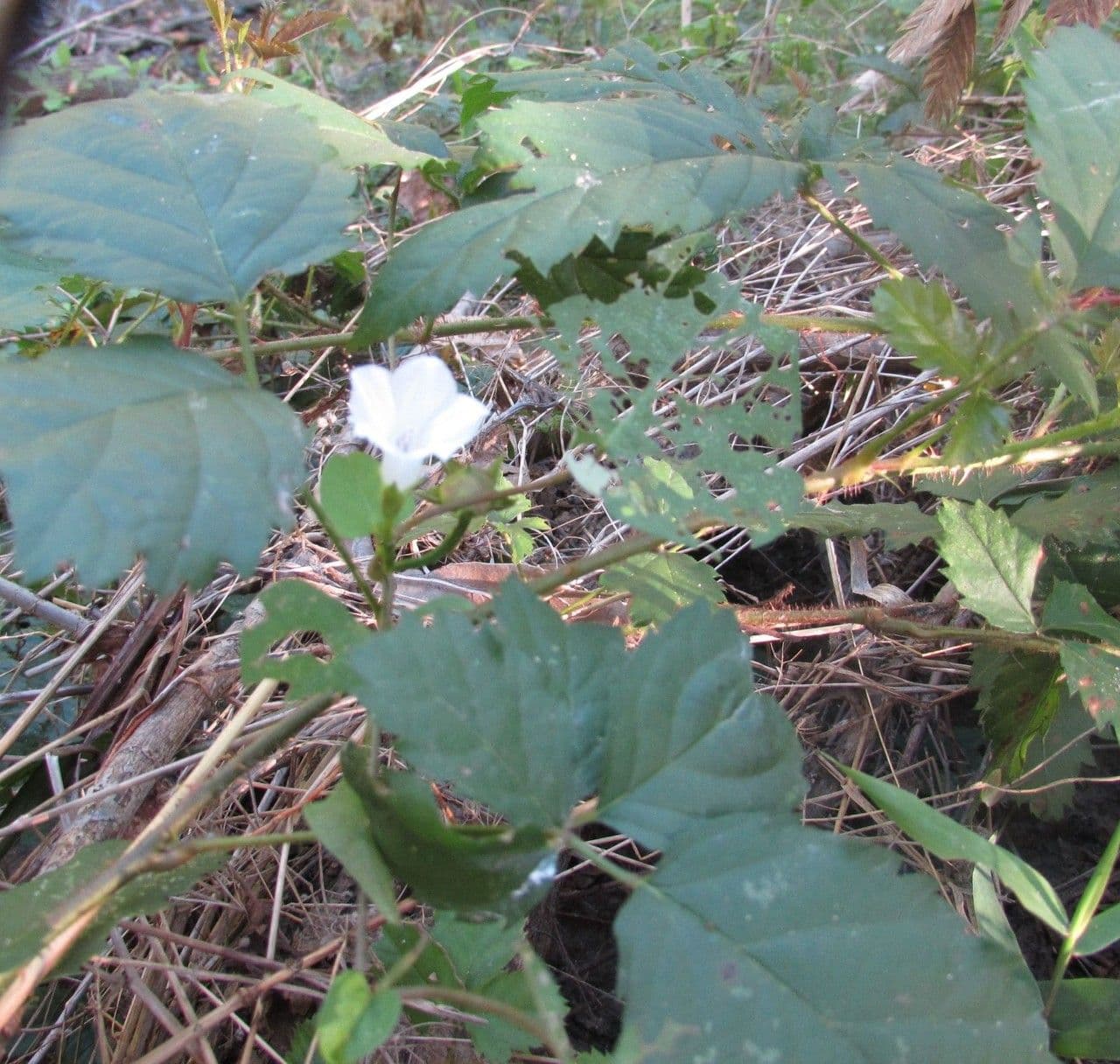 Ipomoea lacunosa 9