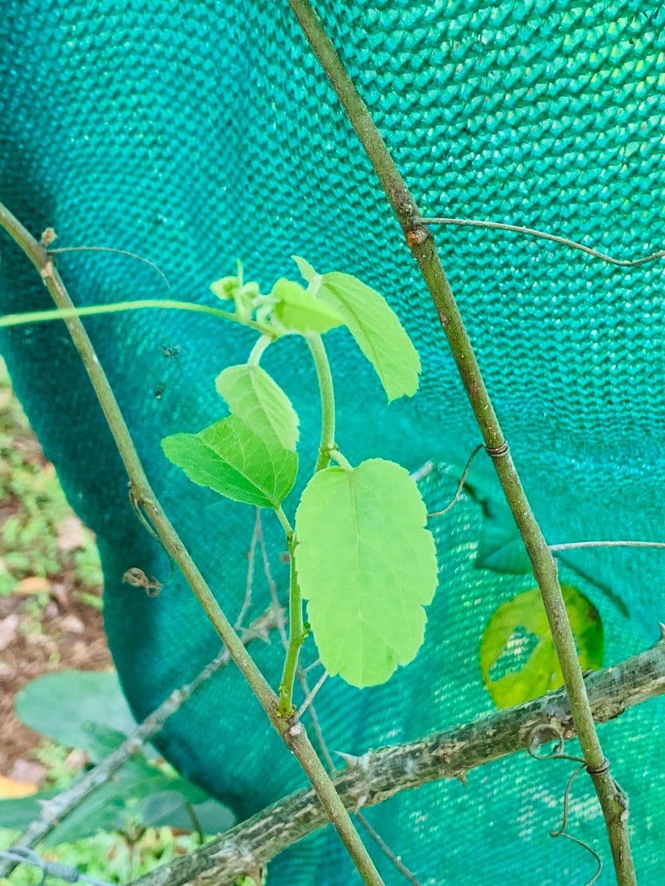 Passiflora 15