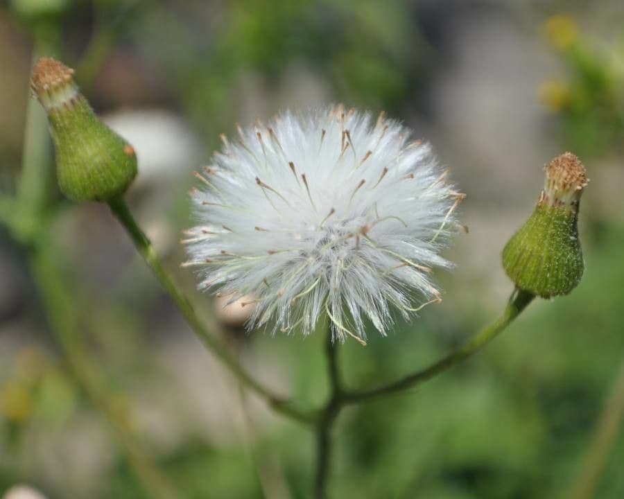 Senecione comune 5