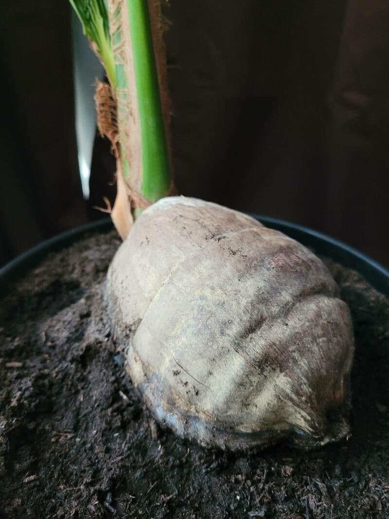 Cocotier 30