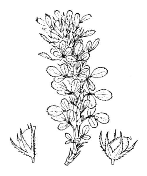 Ononide minuscola 27