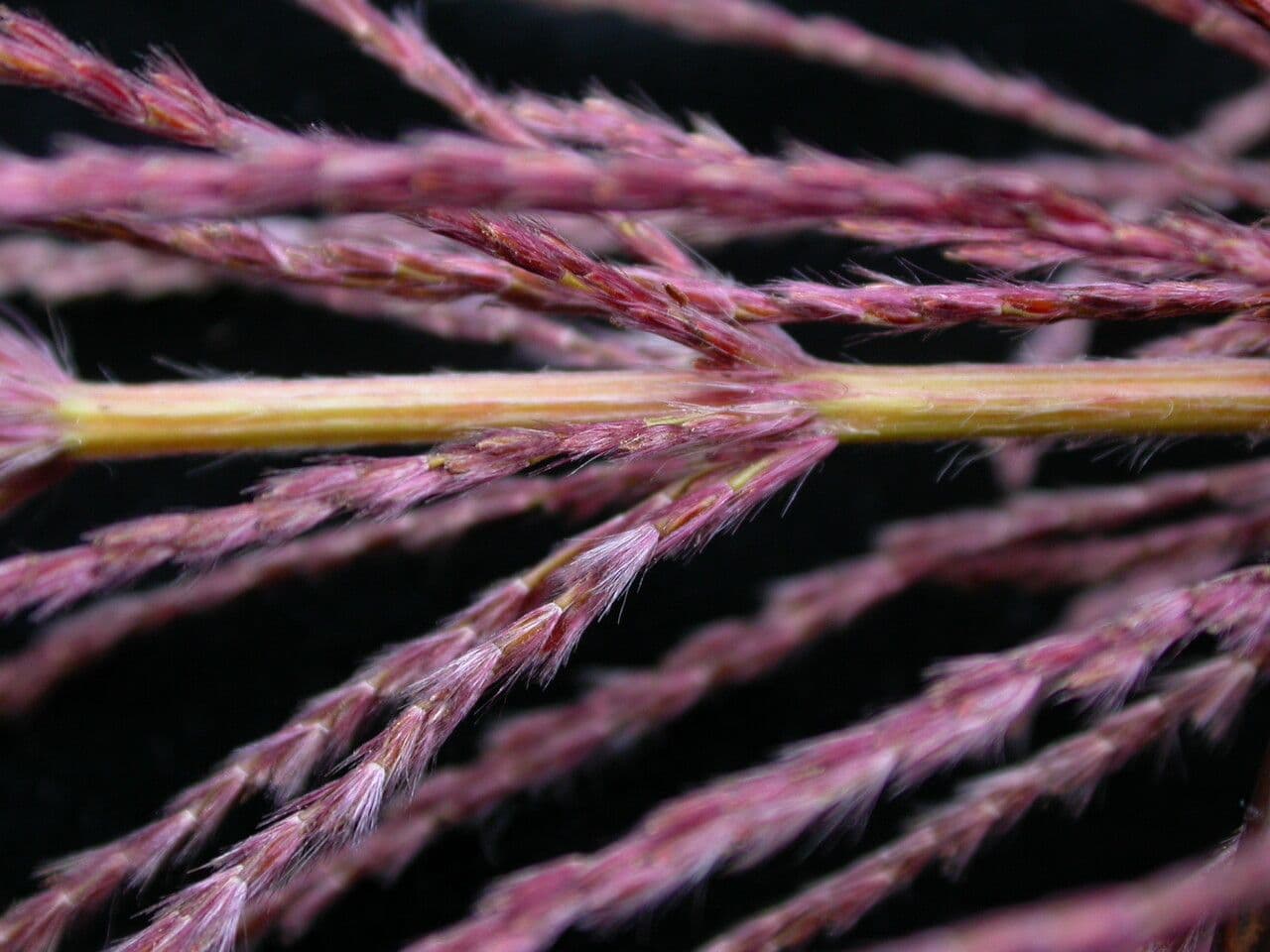 Zuckerrohr 2