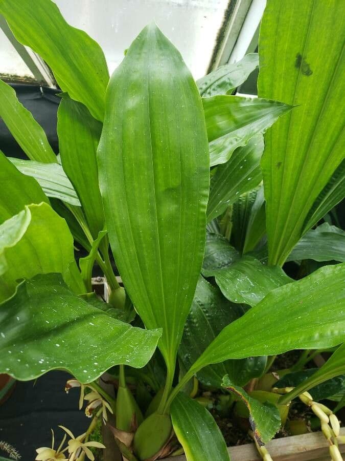 Coelogyne 8