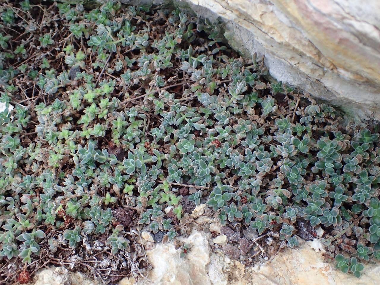 Crassula 11