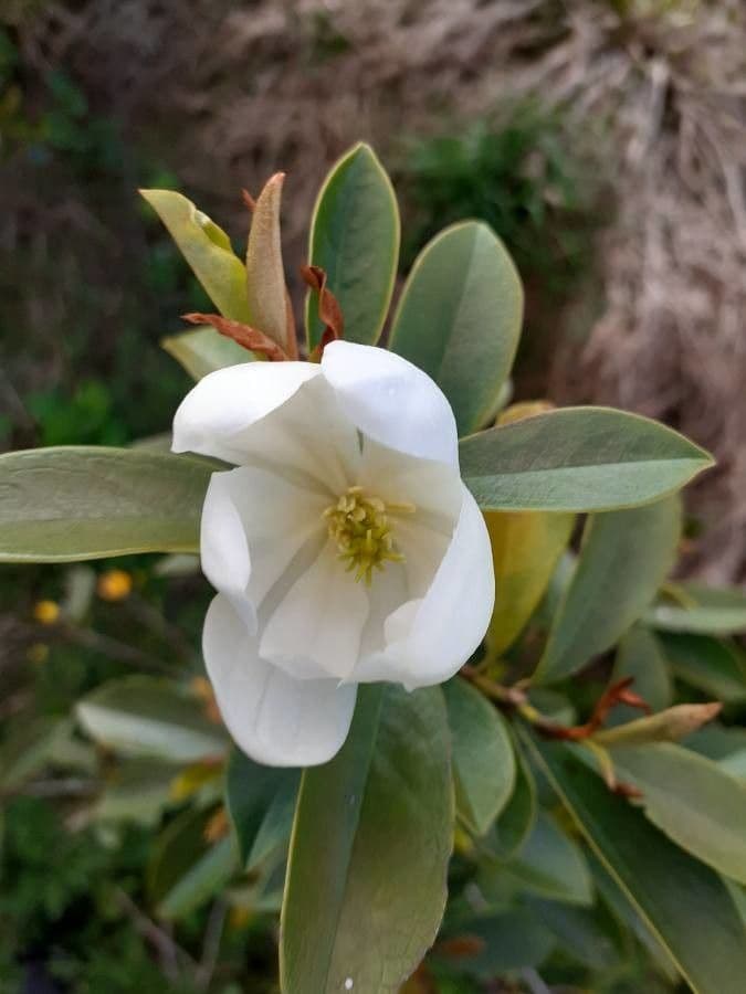 Magnolia 4