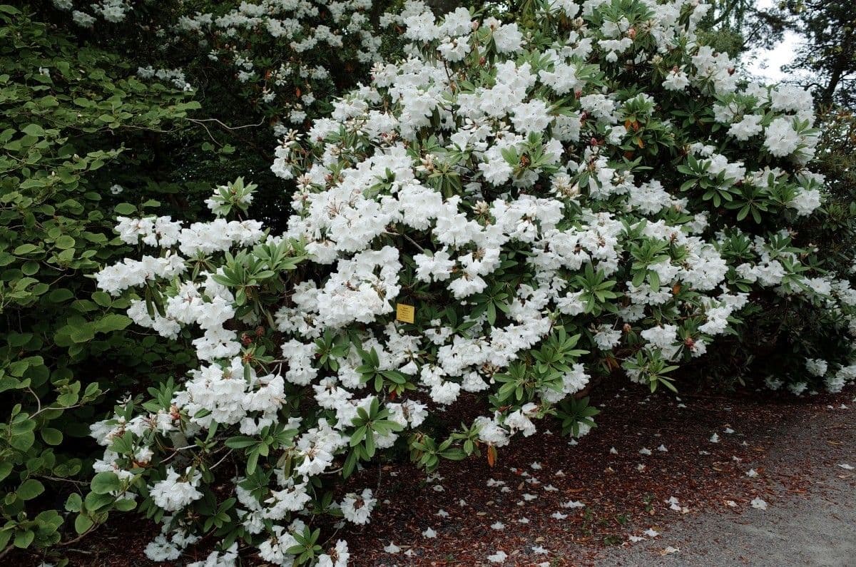Rhododendron 10