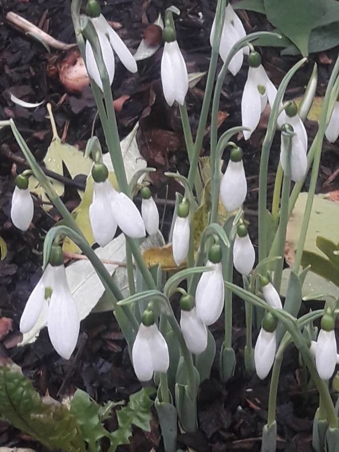 Sněženka podsněžník 15