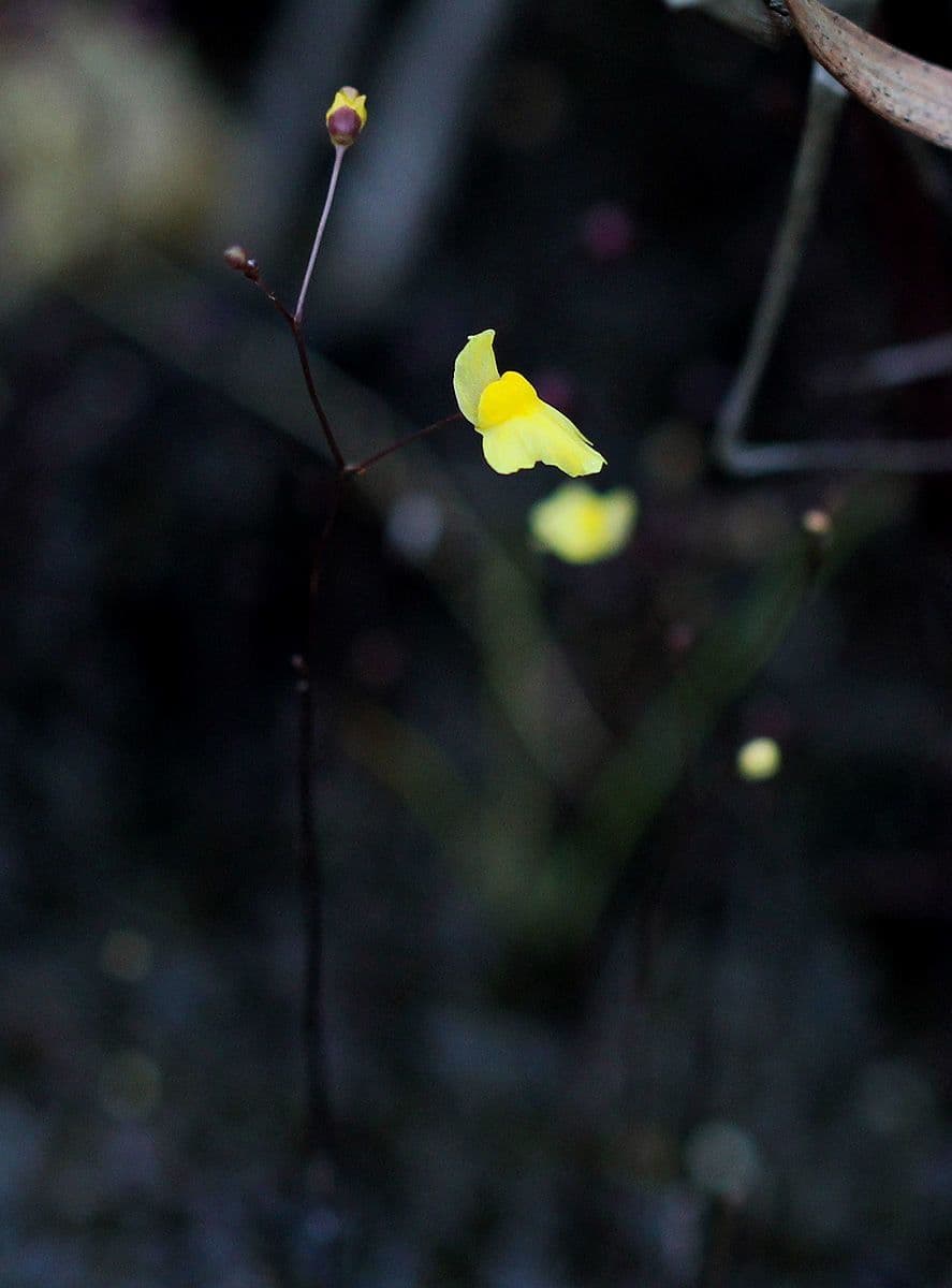 Utricularia subulata 2