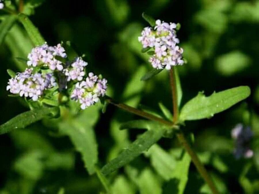 Valerianella coronata 10