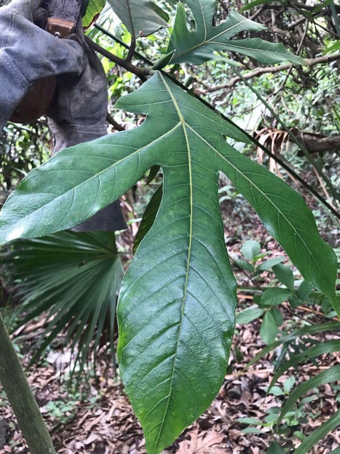 Artocarpus 9