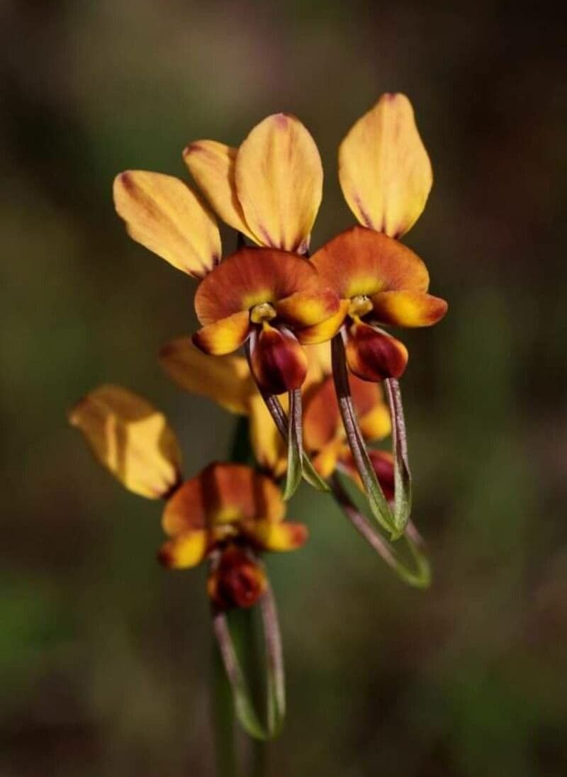 Diuris orientis