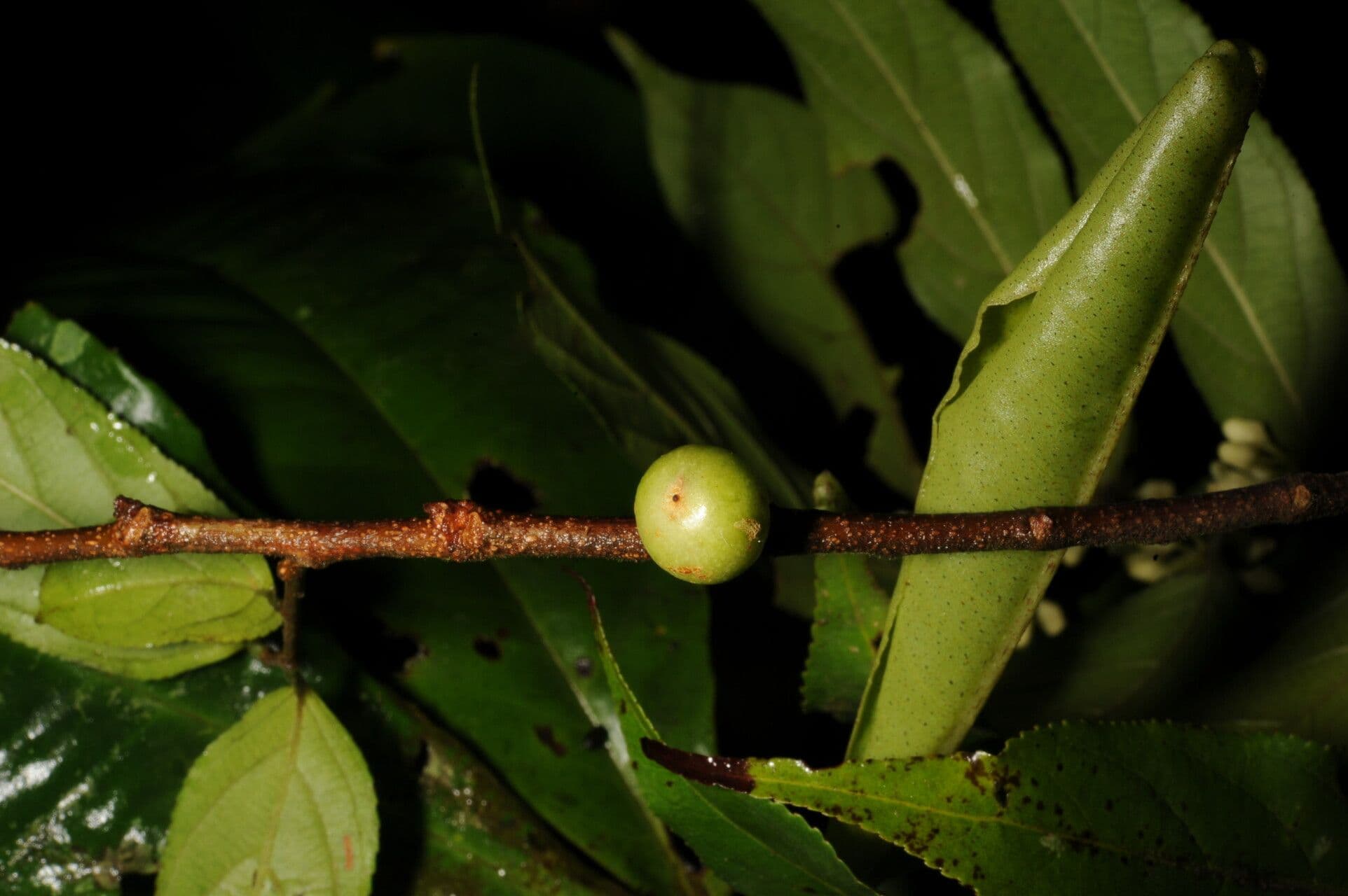 Casearia 3