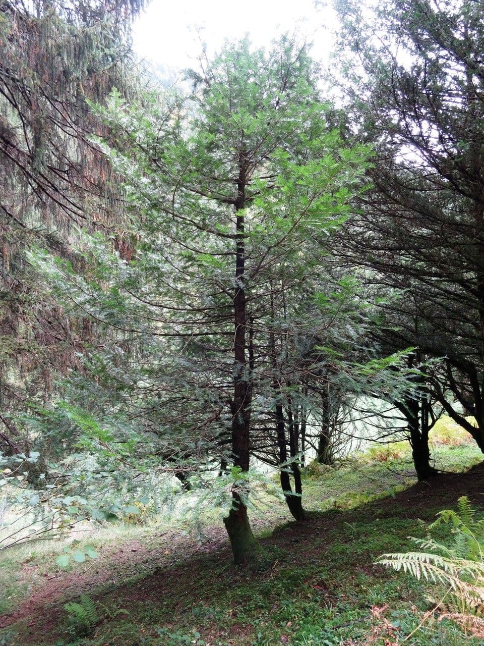 Torreya della California 13