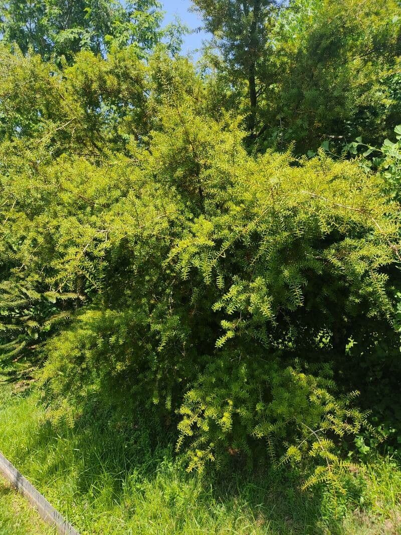 Podocarpus totara 3