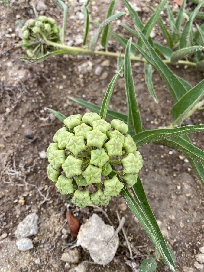 Asclepias asperula 6