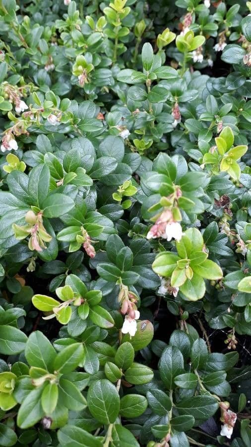 Borówka brusznica 25