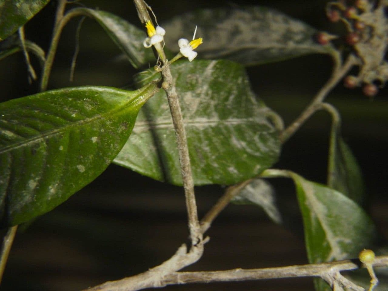Ardisia 21