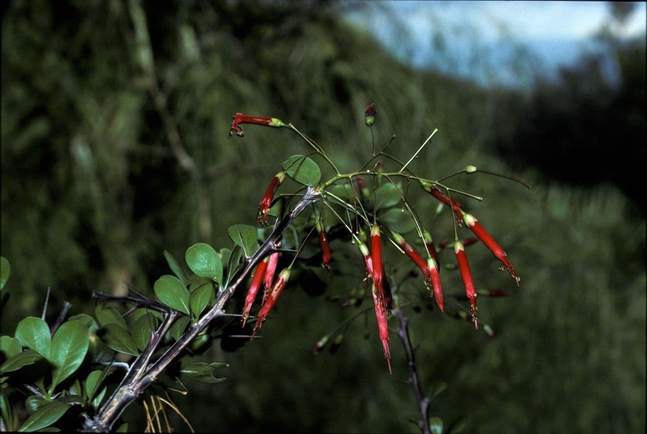 Fouquieria 2
