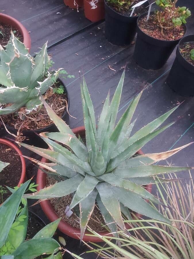 Agave 8
