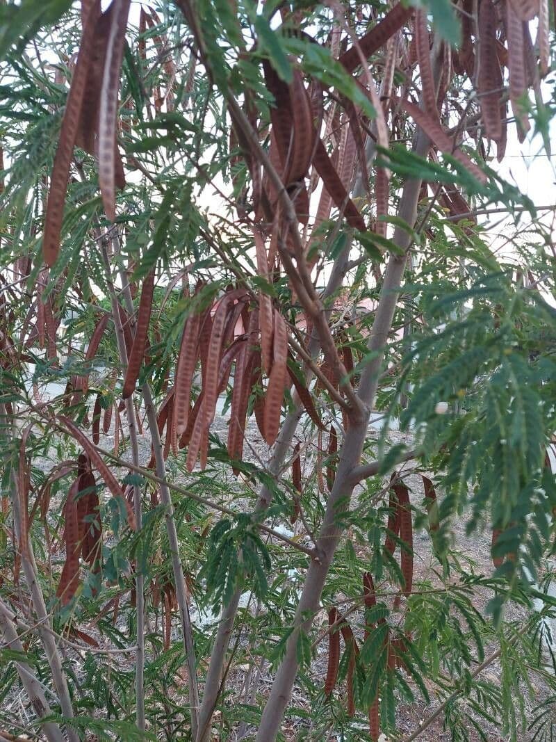 Leucaena 14