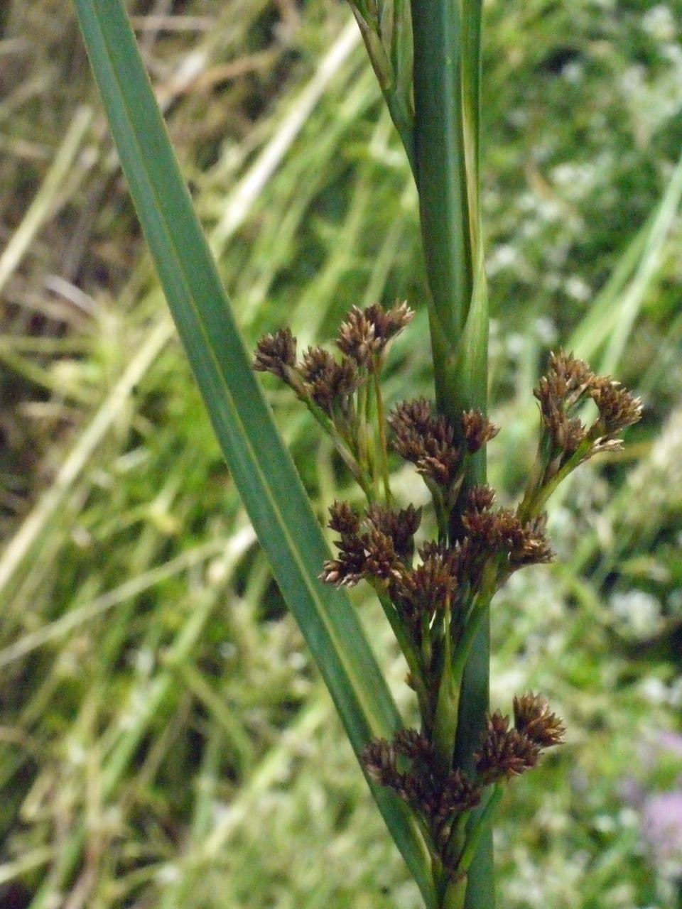 Falasco 4