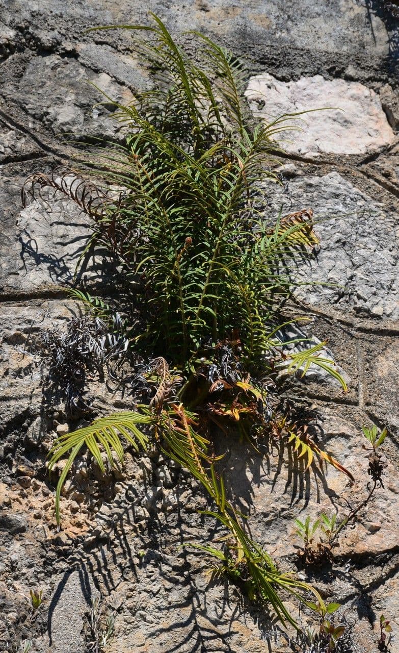 Pteris vittata 5