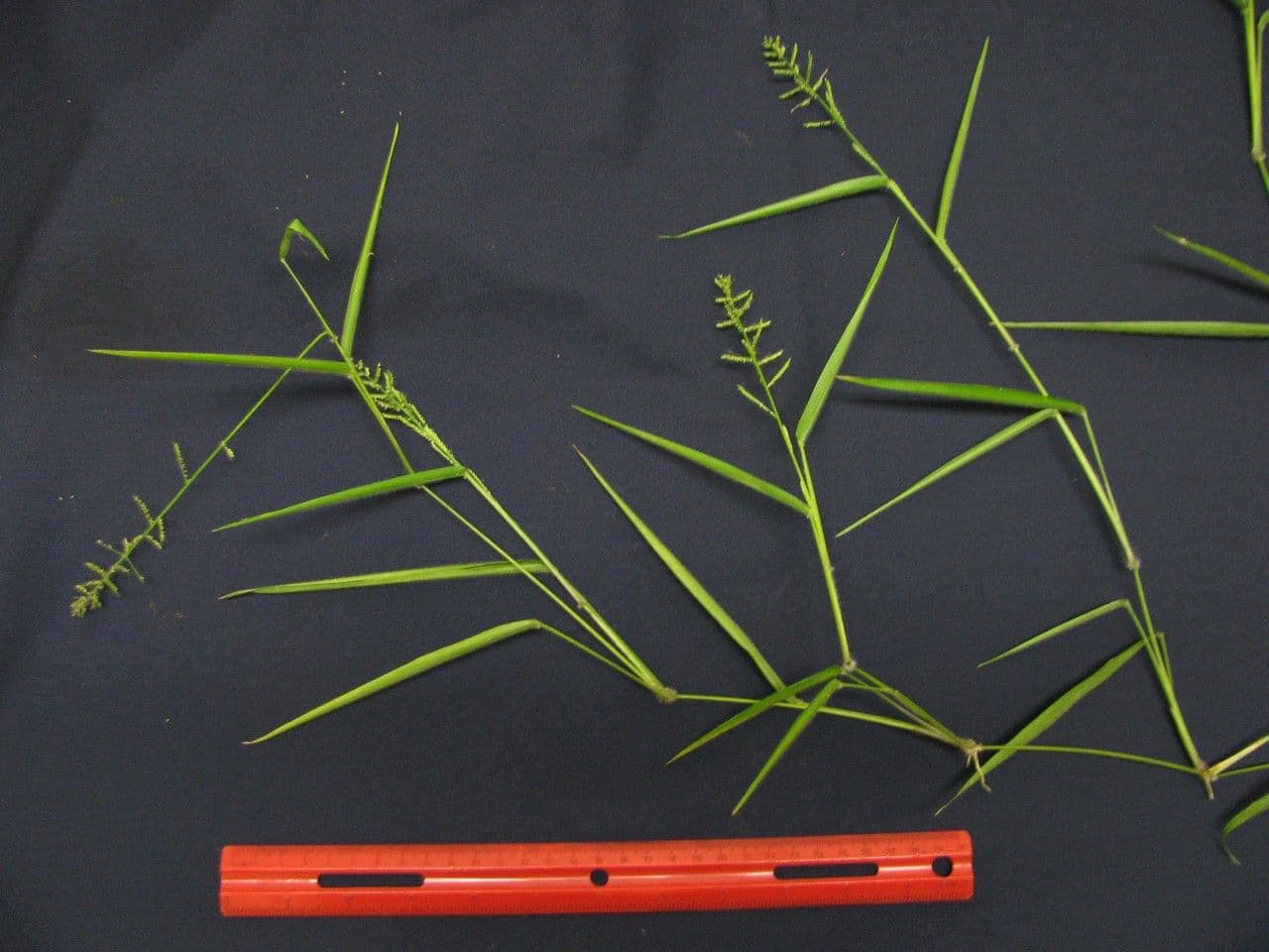 Panicum pilosum 6
