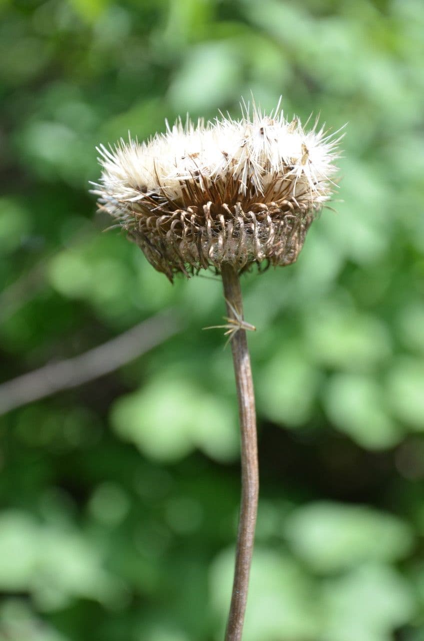 Cardo eterofillo