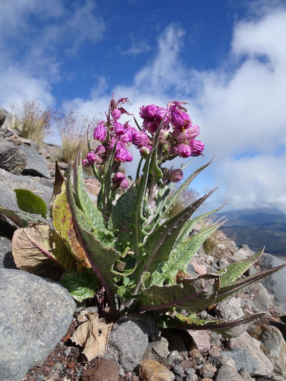 Senecio rosato 5