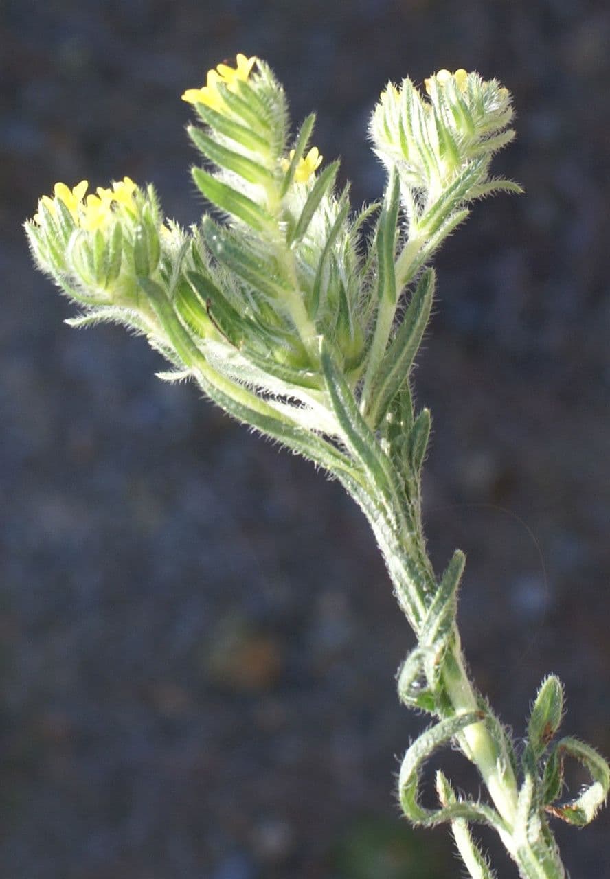 Neatostema apulum 10