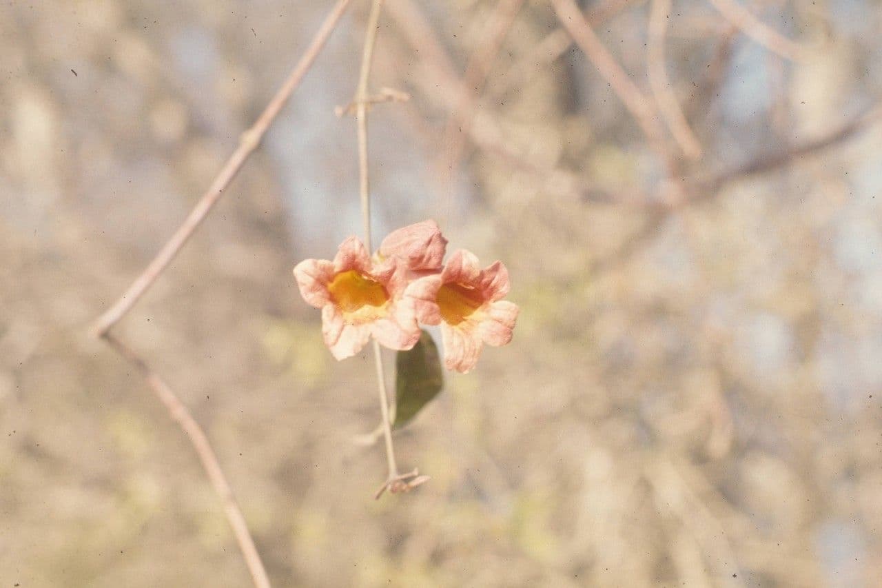 Bignonia