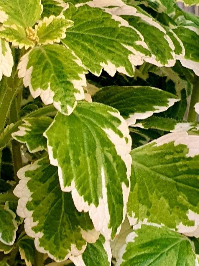 Plectranthus 4