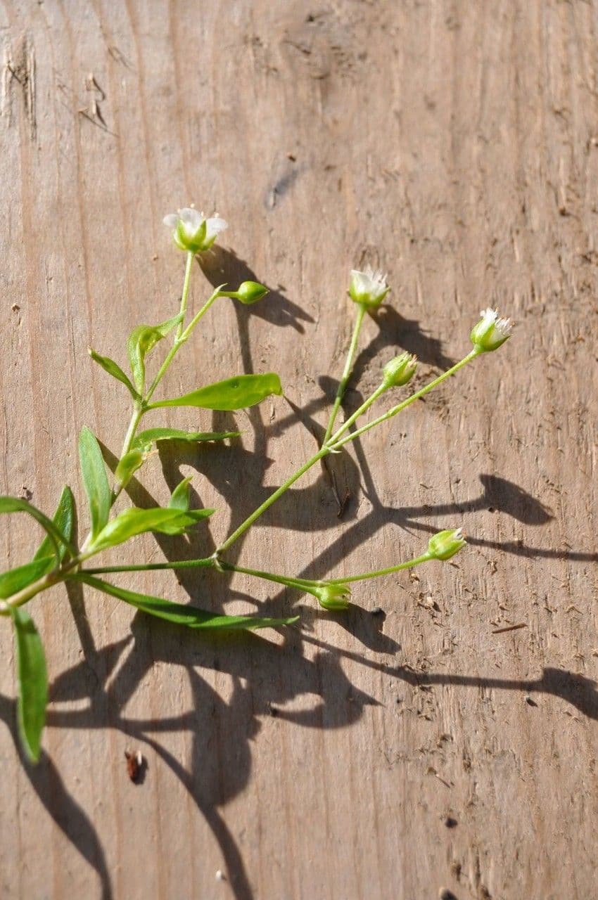 Moehringia macrophylla 7