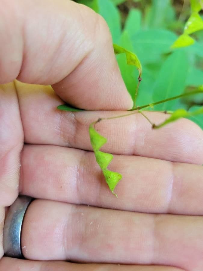 Desmodium paniculatum