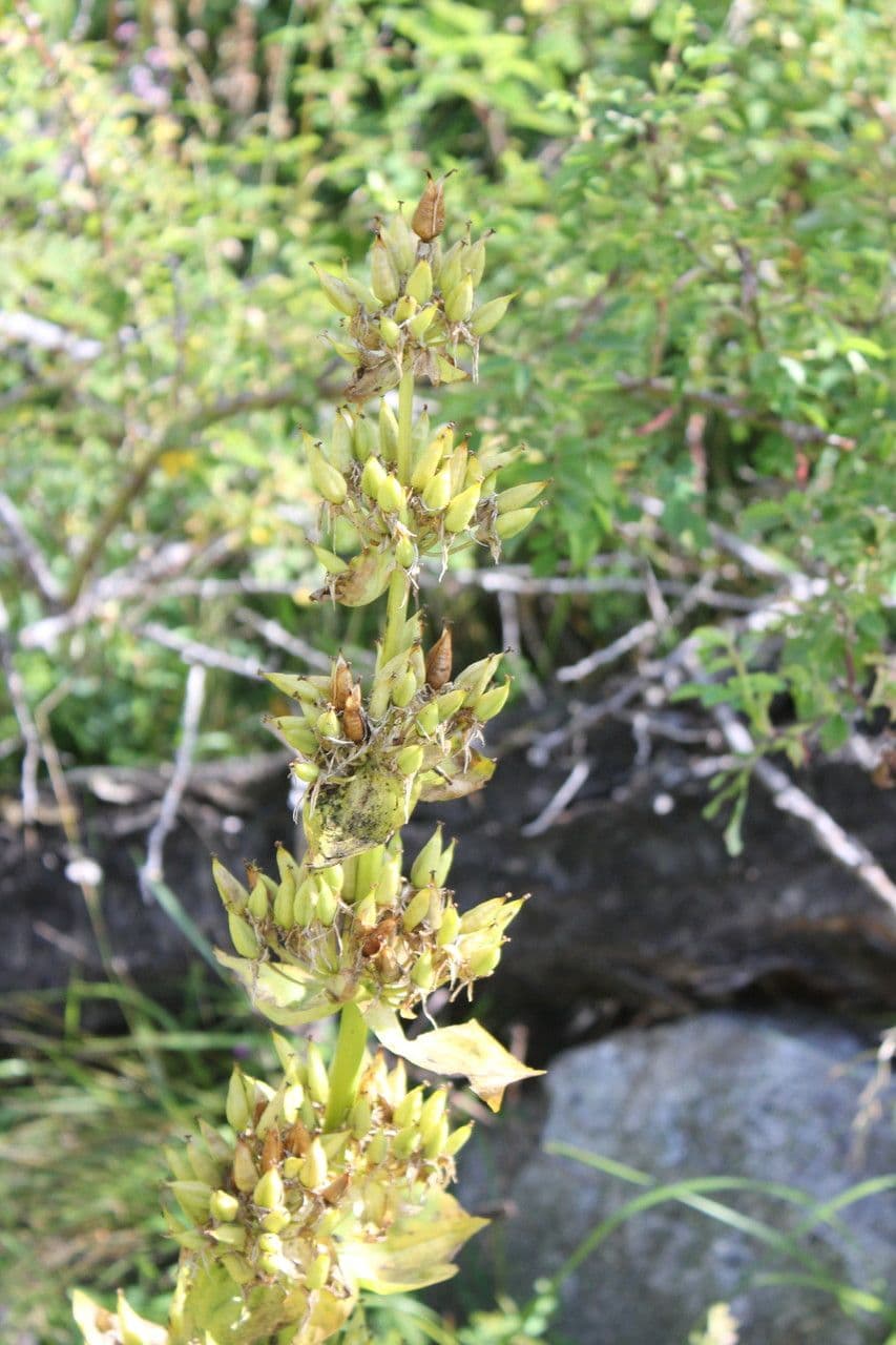 Genziana maggiore 29