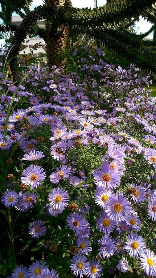 Neubelgische Aster 12