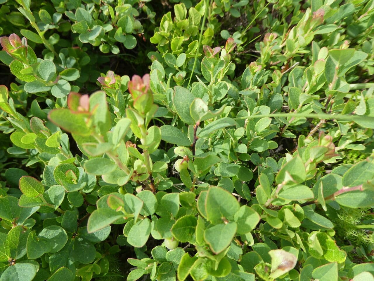 Rauschbeere 10