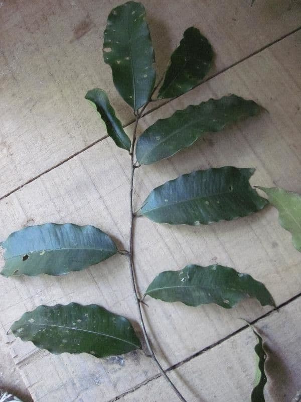 Brosimum rubescens 4
