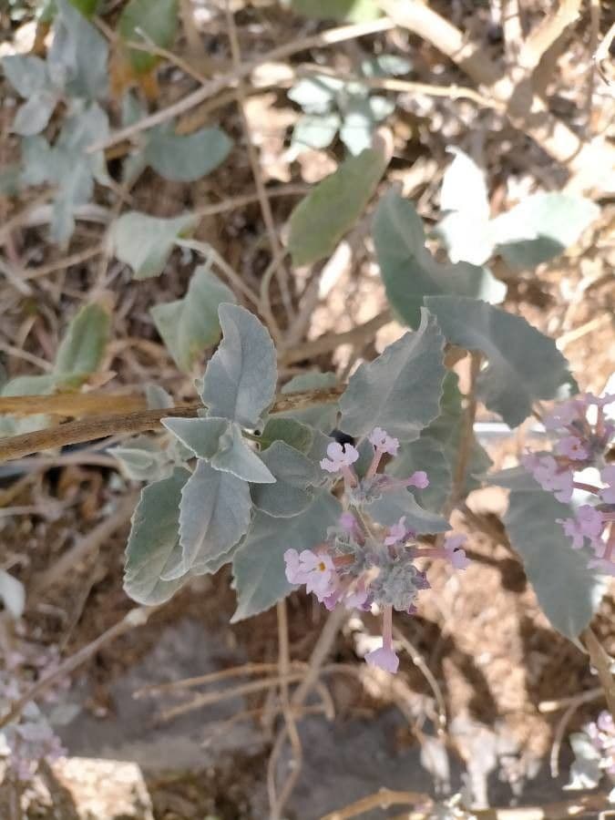 Albero delle farfalle 8