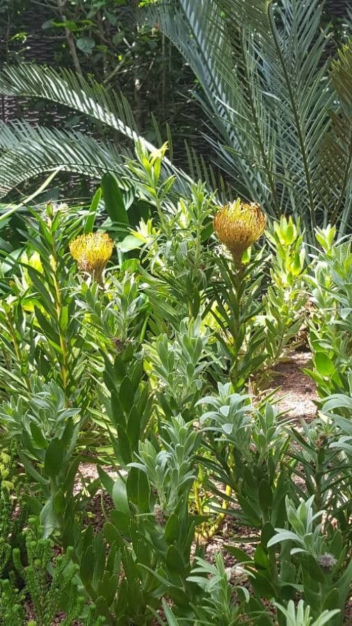Leucospermum 14