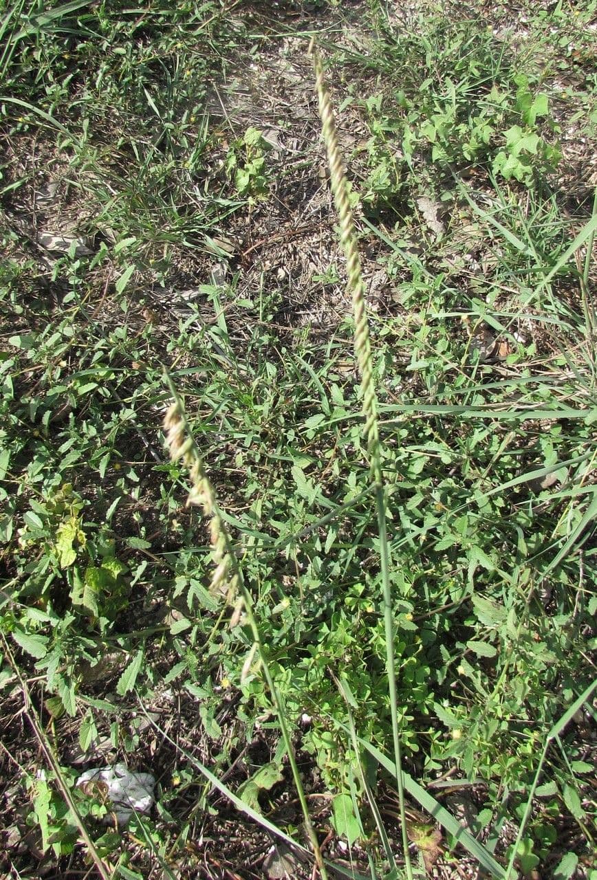 Bouteloua pendula 12