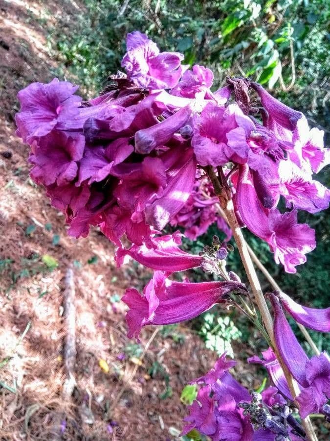 Jacaranda