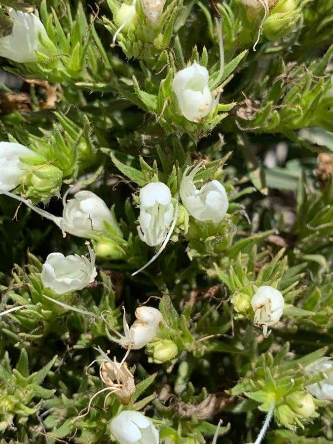Echium ostny