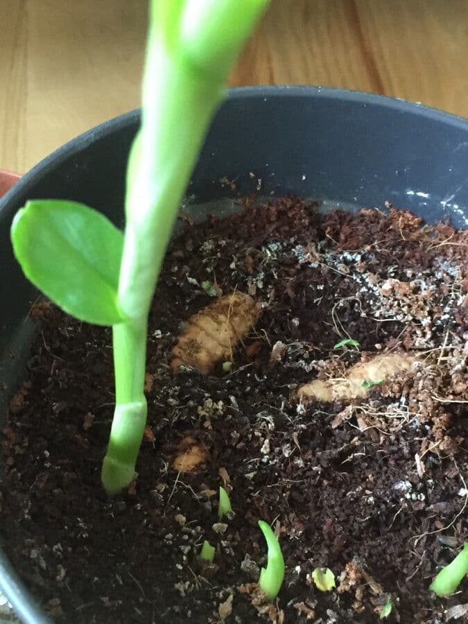Curcuma 3